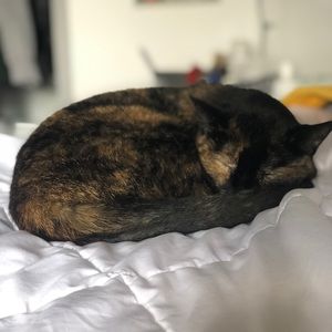 Meet your Posher, Molly